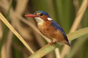 Kingfisher: Malachite Kingfisher (Corythornis cristatus)
