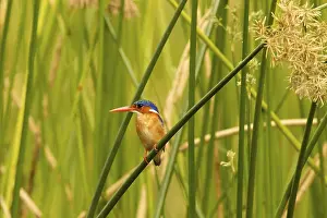 Kingfisher: Malachite Kingfisher (Corythornis cristatus)