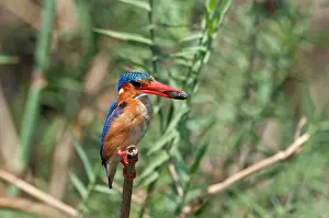 Malachite: Malachite Kingfisher - with fish in bill