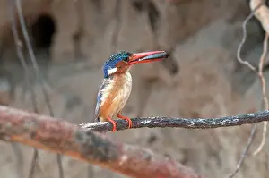 Thin: Malachite Kingfisher - with fish in bill - perched
