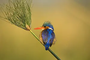 Malachite: Malachite Kingfisher - fishing - Botswana, Africa