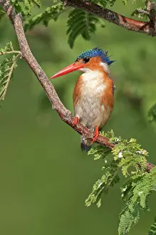 Malachite: Malachite Kingfisher - perched branch