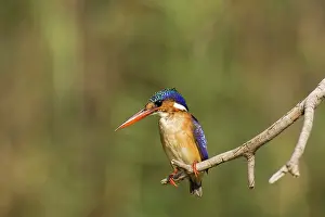 Lufupa: Malachite Kingfisher - Perching at the bank of