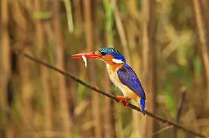 Perching: Malachite Kingfisher - with prey at the bank of