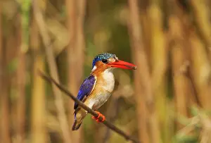 Perching: Malachite Kingfisher - with prey at the bank of