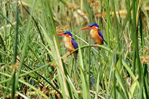 Cristata: Malachite Kingfishers