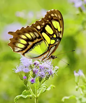 Eupatorium: Malachite (Siproeta stelenes) butterfly