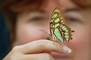 Hidalgo: Malachite (Siproeta stelenes) butterfly