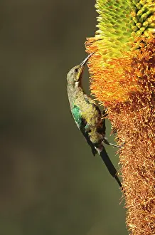 Eclipse: MALACHITE SUNBIRD - Eclipse male on Aloe broomii flower