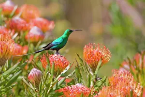 Nectarinia: A Malachite Sunbird feeds on Pincushion