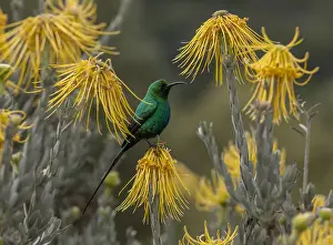 Nectarinia: Malachite Sunbird, Nectarinia famosa feeding on