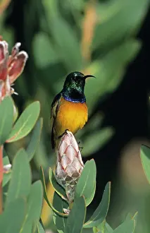 Sunbirds: Malachite Sunbird - Perched on flower