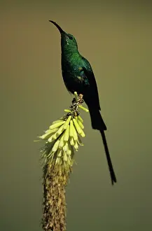 Sunbirds: Malachite Sunbird - Perched on flower