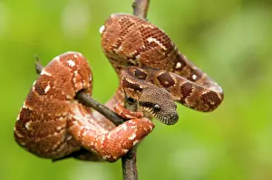 Madagascariensis: Malagasy Boa