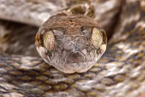 Malagasy: Malagasy cat-eyed snake (Madagascarophis meridionalis)