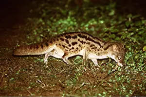 Smelling: MALAGASY CIVET - sniffing ground