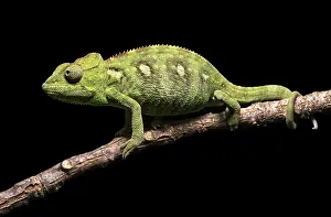 Chameleon: Malagasy giant chameleon (Furcifer oustaleti) on