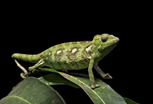 Chameleon: Malagasy giant chameleon (Furcifer oustaleti), Antananarivo