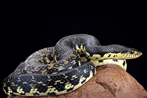 Madagascariensis: Malagasy giant hognose snake (Leioheterodon madagascariensis