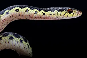 Madagascariensis: Malagasy giant hognose snake (Leioheterodon madagascariensis