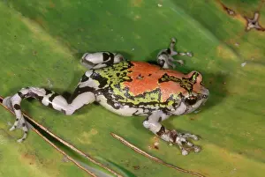 Microhylidae: Malagasy Painted Toad