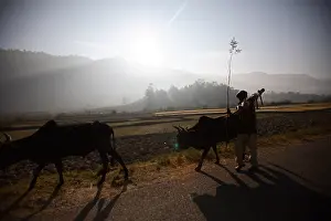 Farmers: Malagasy peasant on Route Nationale 7 in Madagascar