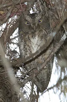 Rutilus: Malagasy Scops Owl