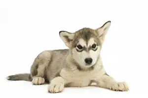 Malamute: Malamute Dog, puppy