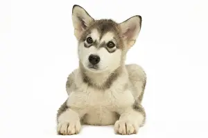 Malamute: Malamute Dog, puppy