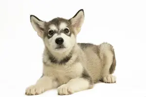 Malamute: Malamute Dog, puppy