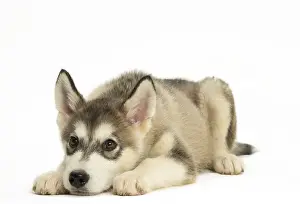 Malamute: Malamute Dog, puppy