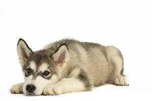 Malamute: Malamute Dog, puppy