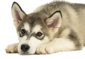 Malamute: Malamute Dog, puppy