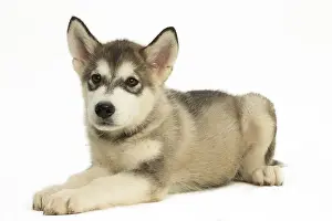Malamute: Malamute Dog, puppy