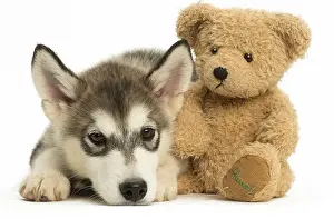 Miserable: Malamute Dog, puppy Malamute Dog, puppy