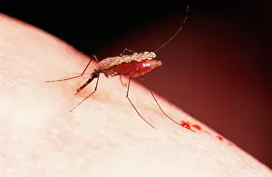 Malaria: Malaria Mosquito