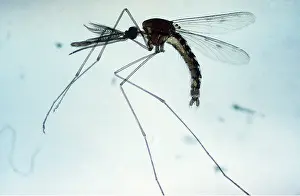 Emma Coghlan: MALARIA MOSQUITO - MALE