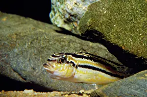 Malawi: MALAWI FISH