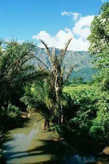 Malawi: MALAWI - Raffia Palms, Mulanje Plateau