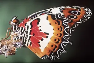 Malay: Malay Lacewing Butterfly