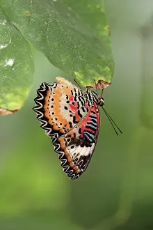 Malay: Malay / Leopard Lacewing Butterfly - resting, showing