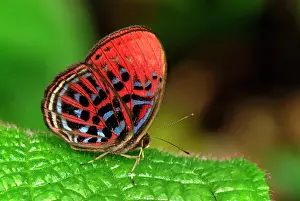 Malay: Malay Red Harlequin