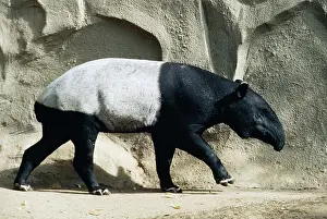 Tapir: Malay / Saddle-backed Tapir