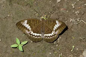 250521: Malay Viscount Butterfly on ground - Klungkung