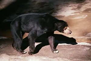 Malayanus: Malaya Sun Bear