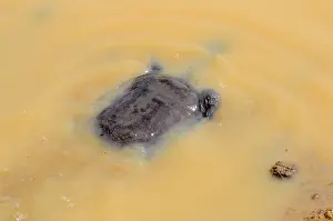 Malayan: Malayan Asian Soft Shelled Turtle