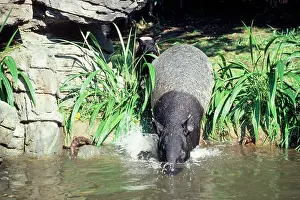 Malayan: Malayan / Asian Tapir - with young - entering water