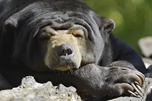 Partial View: Malayan bear or sun bear (Helarctos malayanus)