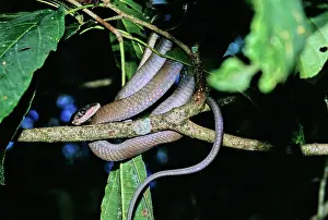 Malayan: Malayan Brown Snake