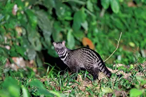 Sabah: Malayan civetor Malay civet and Oriental civet